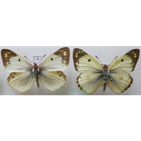 Colias hyale (Linnaeus, 1758) pair Szlaczkoń siarecznik Czech4